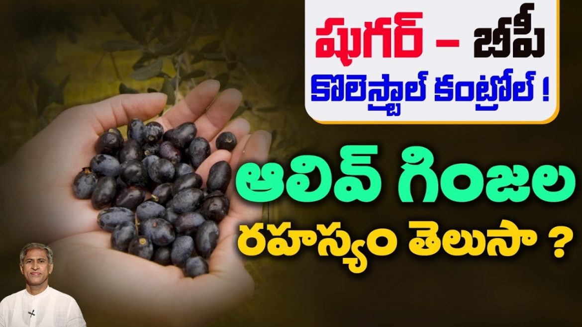 OLIVE SEEDS: ఆలివ్ గింజల మాయ! | Diabetes, BP, Heart Problems కి చెక్.