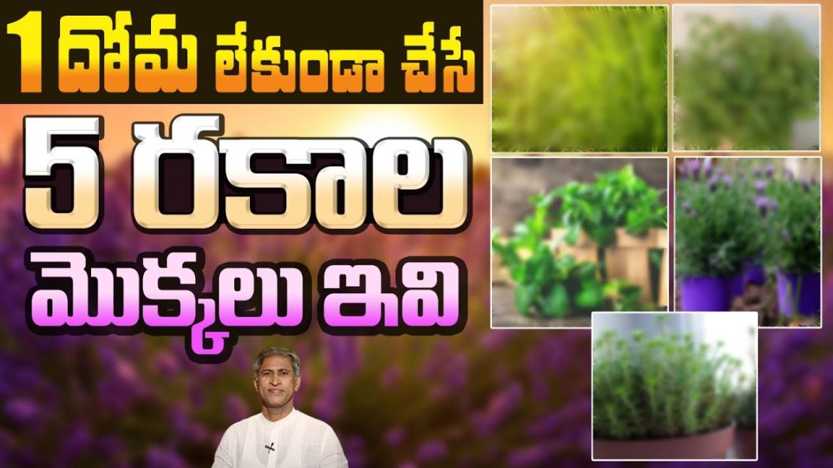 దోమలు మీ దరి చేరకుండా చేసే 5 రకాల మొక్కలు ఇవే.